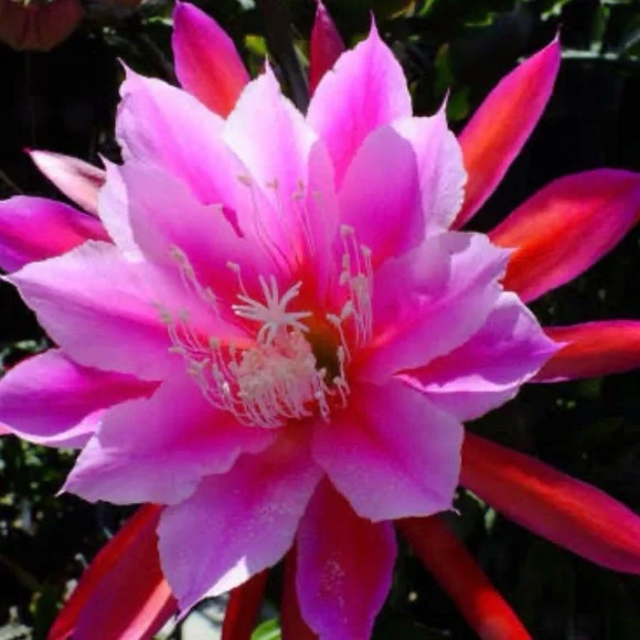 “Circus Circus” Epiphyllum Cactus -2 rooted leaves cuttings - Picture 2 of 5